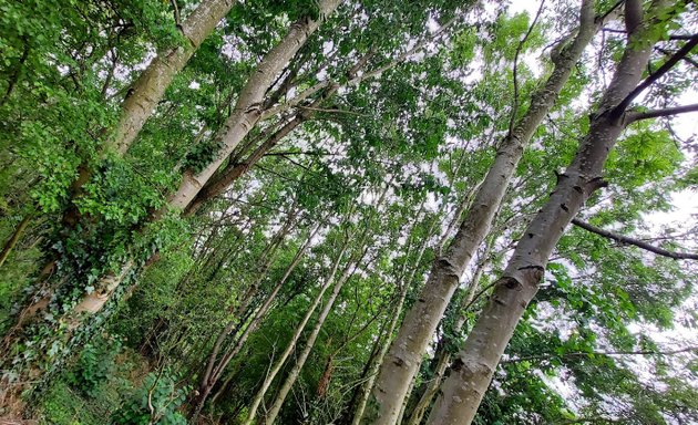 Photo of Churwell Urban Woodlands - Japa Woods