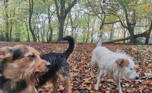 Photo of Premier Dog Walkers