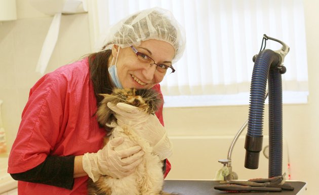 Photo of Cat Grooming School, London UK