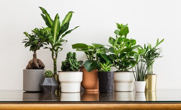 Photo of Plants Delivery Panorama City