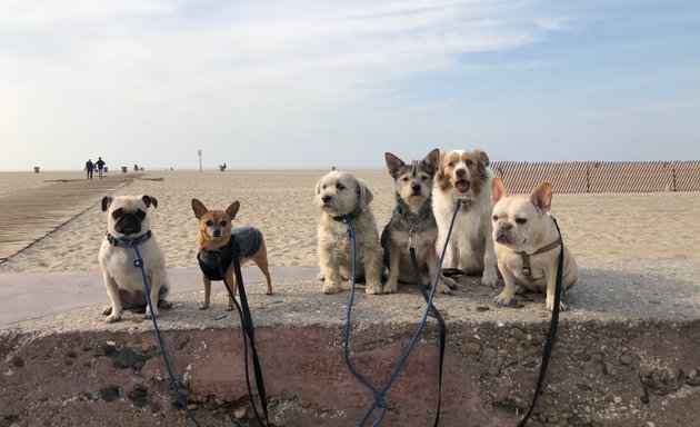 Photo of The Dog Hiking Club