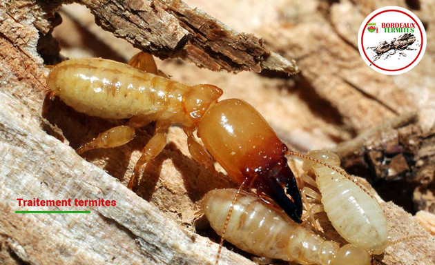 Photo de Bordeaux Termites