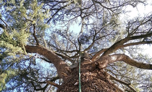 foto Tree-climbing.it