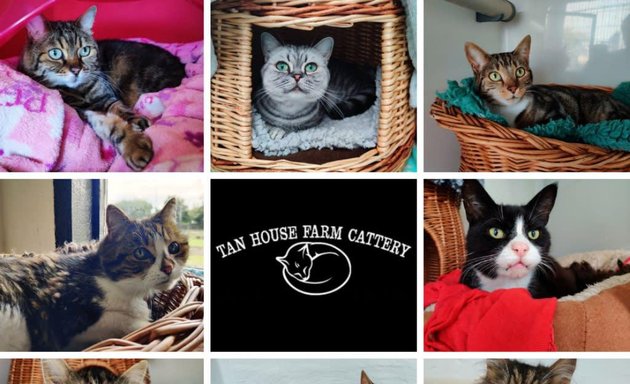 Photo of Tan House Farm Cattery