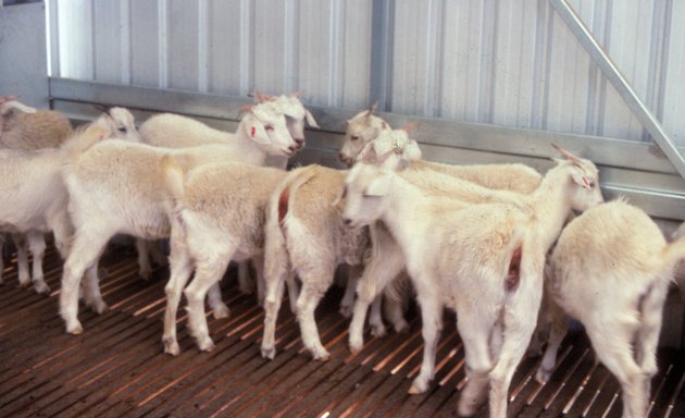 Photo of Goat Veterinary Consultancies- goatvetoz