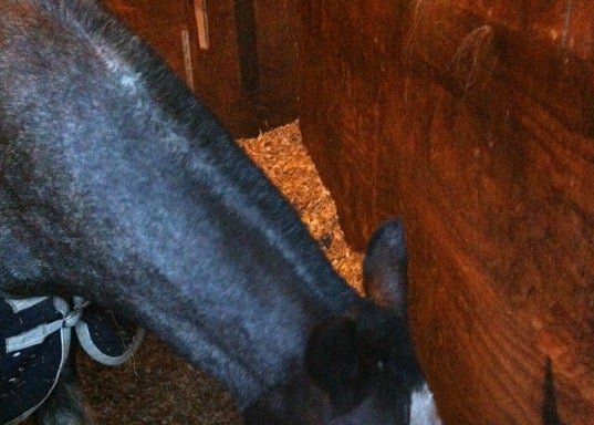 Photo of Trent Park Equestrian Centre