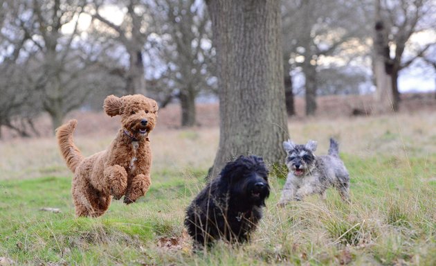 Photo of the Kensington Canine Club ltd