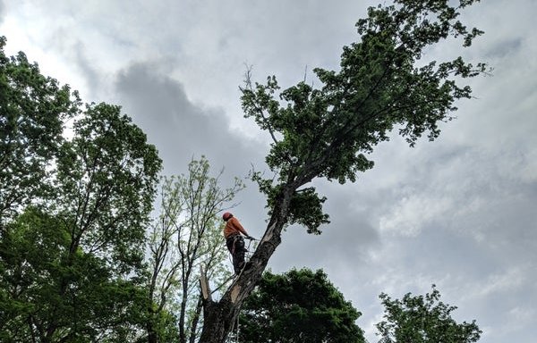 Photo of ArborJacks Tree Service