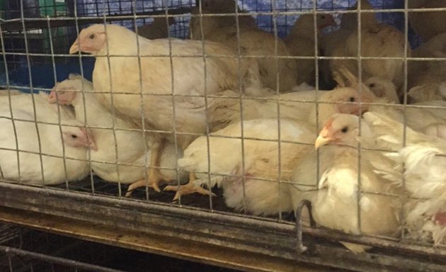 Photo of Crescent Live Poultry