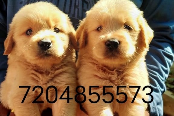 Photo of dogs sale banglore puppies sale