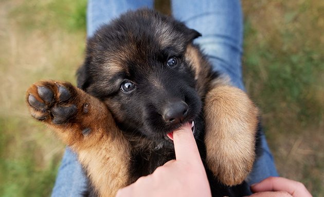 Foto von SIRIUS® Hundeschule München | Leitung Tierärztin Dr. Astrid Schubert