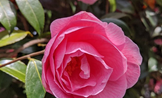 Photo of Sunken Rose Garden