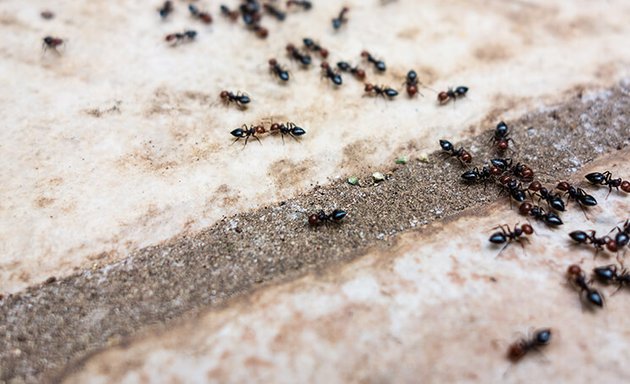 Photo of Tanler Termite and Pest Control