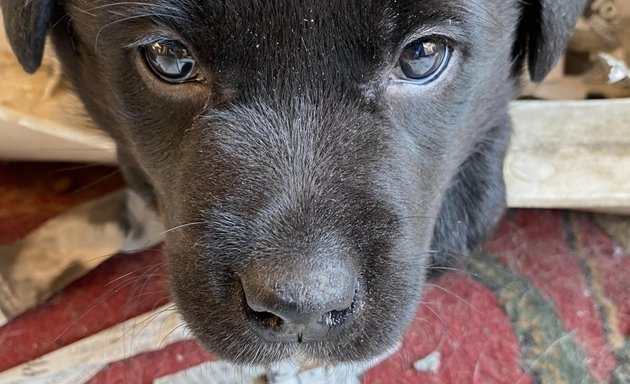 写真 湘南警察犬訓練所