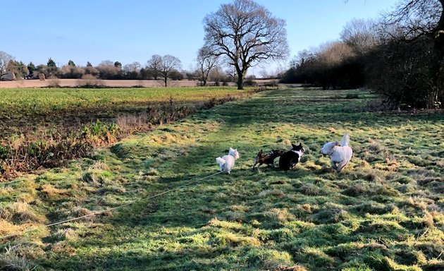 Photo of George’s Pet Pals