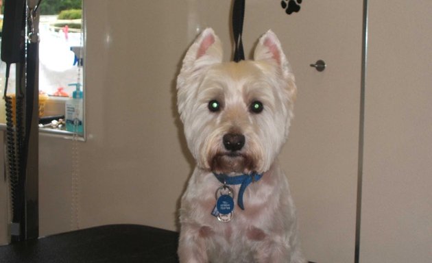 Photo of A Cut Above Dog Grooming Services
