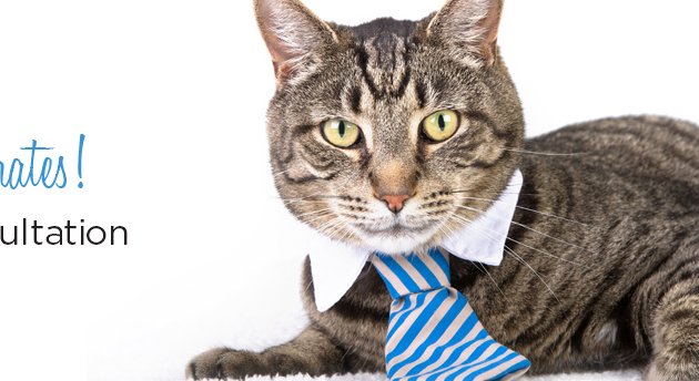 Photo of Top Cat Accountants