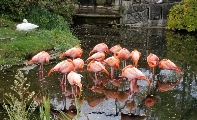 Photo of Flamingo Exhibit