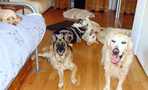 Photo of Green Doggie Home Boarding