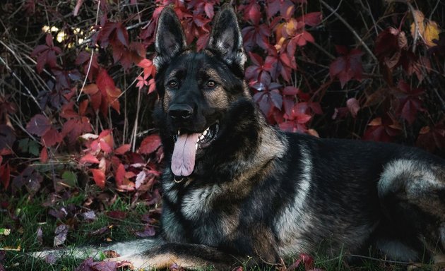 Foto von Hundeplatz