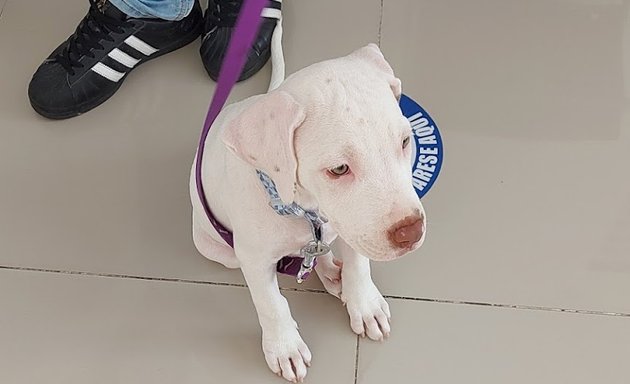 Foto de Clinica Veterinaria Panama Pets Company