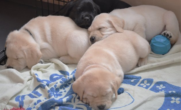 Photo of COPE Service Dogs