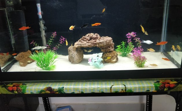 Photo of Rangoli Aquarium