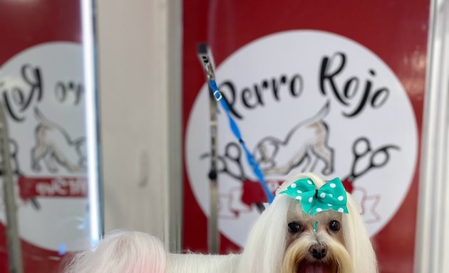 Foto de Pet Shop Perro Rojo