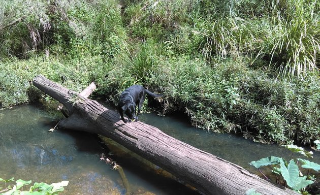 Photo of Log Across Norman Creek