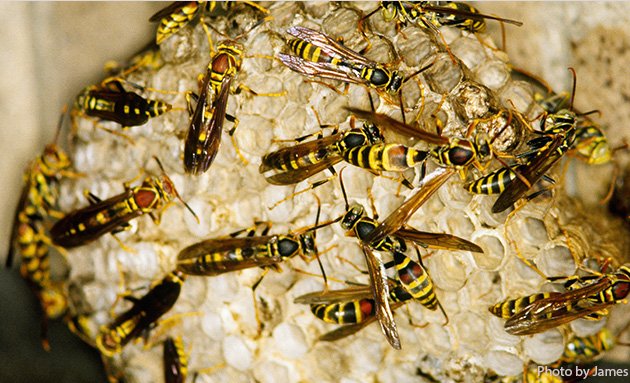 Photo of Pest control Abbotsford | Activebc Pest Exterminators Ants ,Bed Bugs,Rat ,Cockroach,Mice