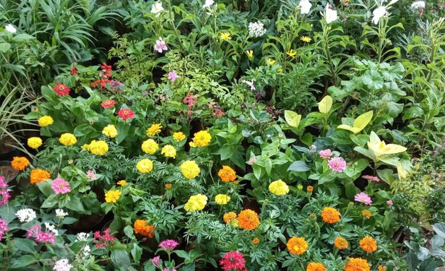 Photo of Mahboob Plant Nursery