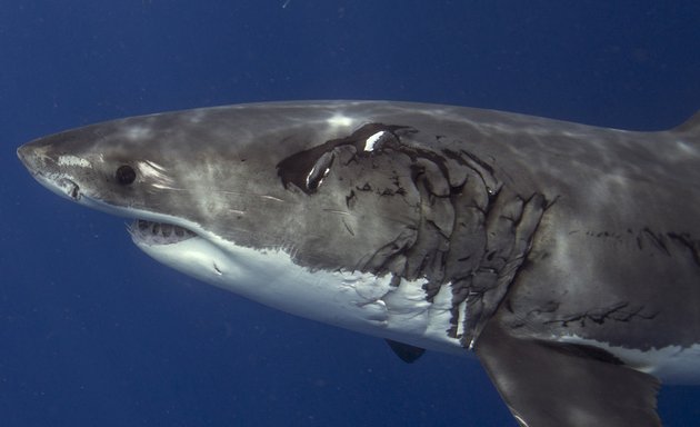 Photo of Shark Diver