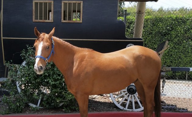 Photo of Los Angeles Police Department Mounted Unit