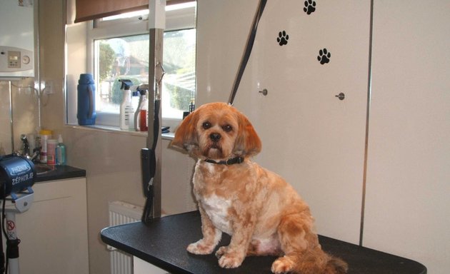 Photo of A Cut Above Dog Grooming Services