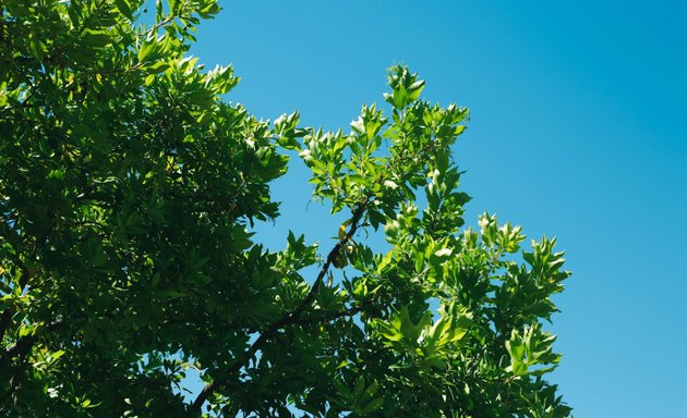 Photo of Tree Surgeon Kingston