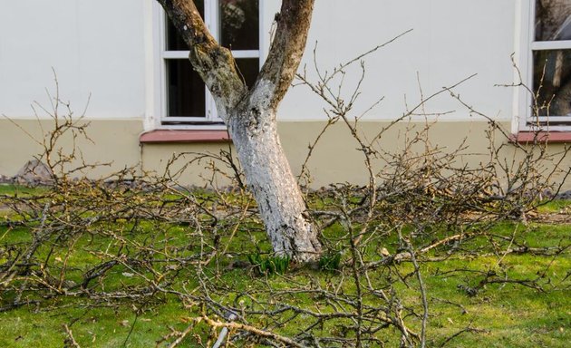 Photo of Tree Doctor Brisbane - Tree Lopping Brisbane