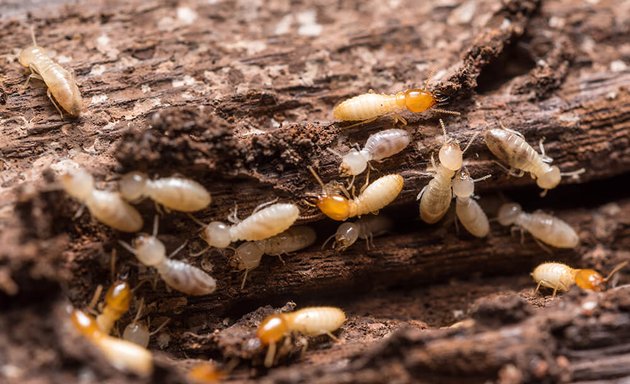 Photo of Tanler Termite and Pest Control