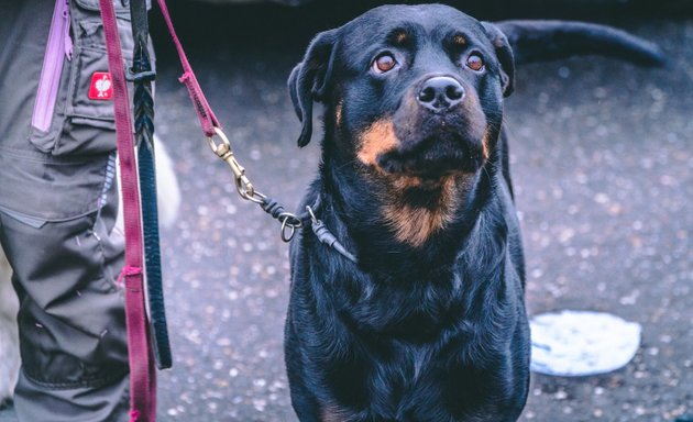 Foto von Mo's Hundetraining Köln