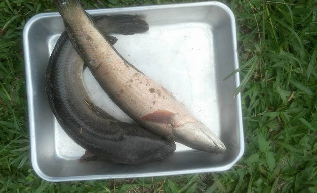 Photo of Ikan Haruan Segar Hulu Langat