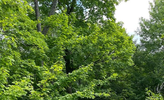 Photo of Sentier de la rivière du Cap Rouge