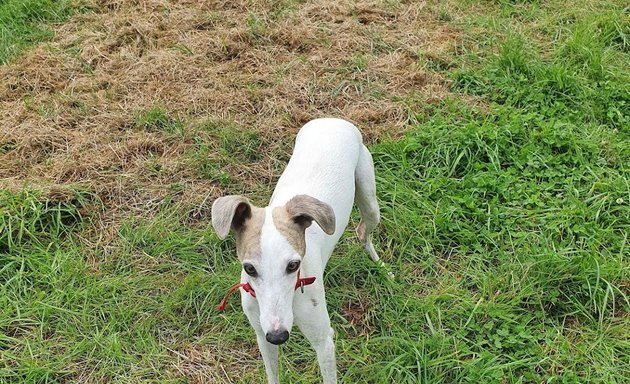 Photo of Buddys Doggy Walks York