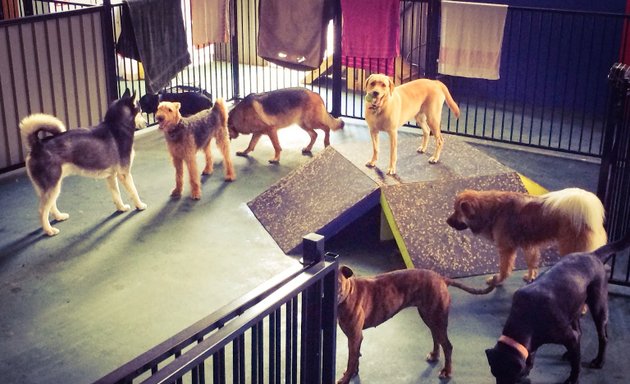 Photo of Urban Paws Doggy Daycare Yarraville