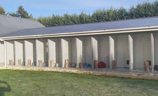 Photo of Ali Cats Cattery