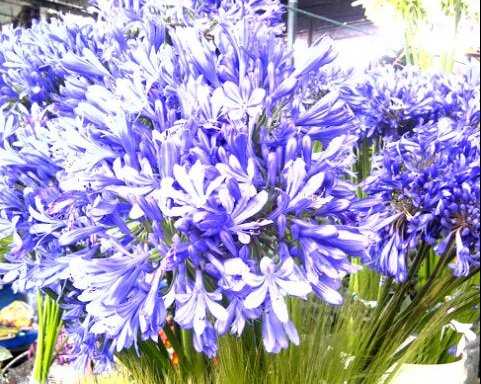 Foto de Mercado de flores y plantas