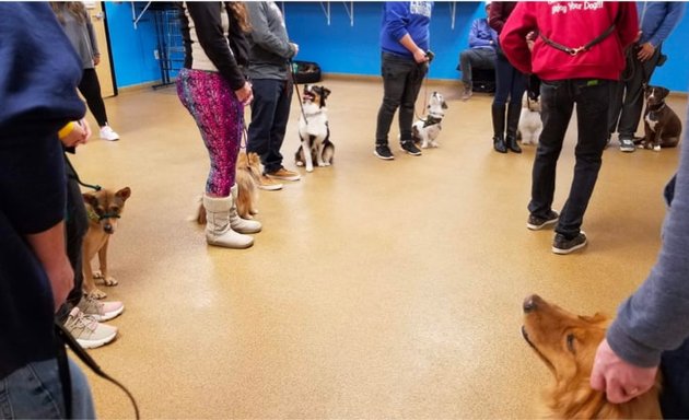 Photo of Argos Dog Training