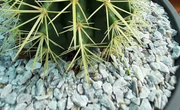 Foto de Cactus oro verde