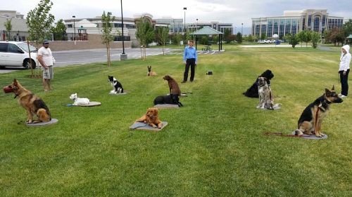 Photo of Dog Training Elite Denver