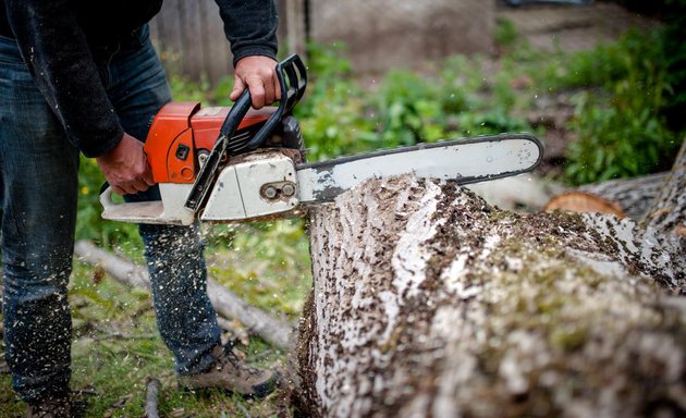 Photo of Bronx Tree Care