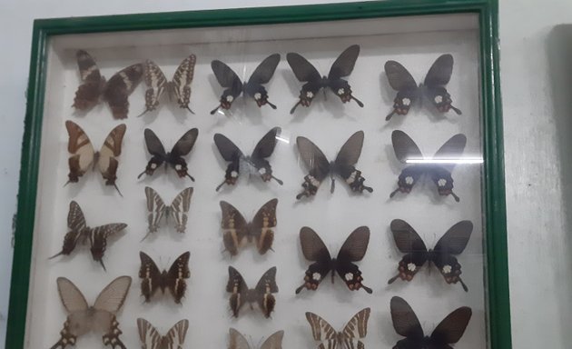 Photo of Jumalon Butterfly Sanctuary And Art Gallery