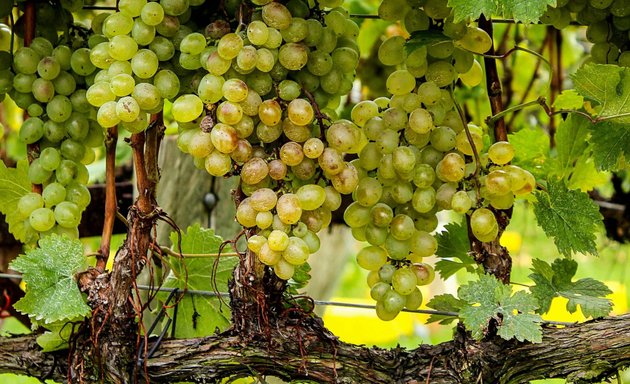 Photo of The Salusbury Winestore